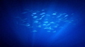   Blue .. Red Sea Egypt. Egypt  